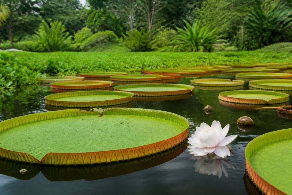 A lenda da vitoria regia: origem, significado e encantos da planta amazônica